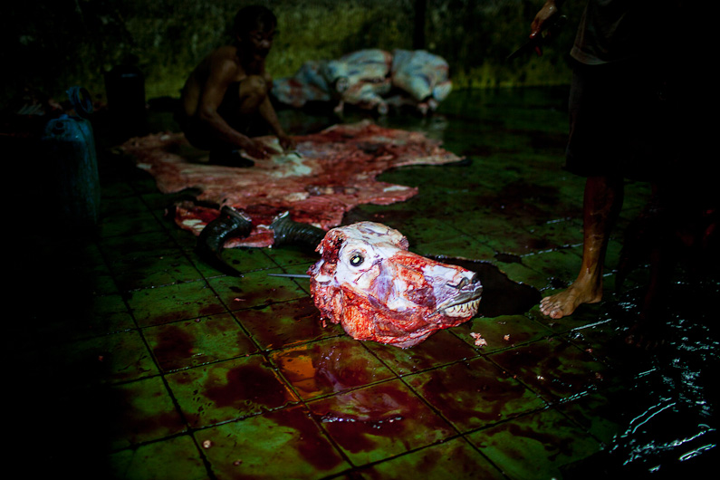 http://www.peterodriscollphotography.com/files/gimgs/40_lifeblood-28.jpg
