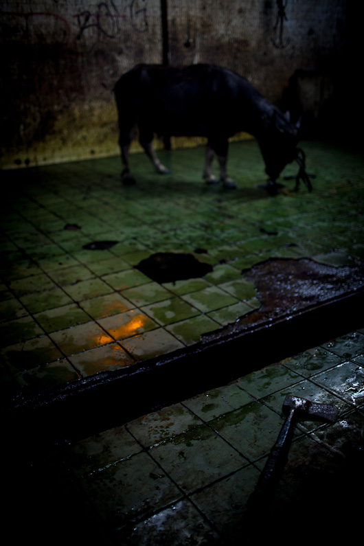 http://www.peterodriscollphotography.com/files/gimgs/40_lifeblood-7.jpg